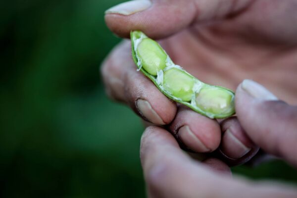 Edamame Green Shell Semillas