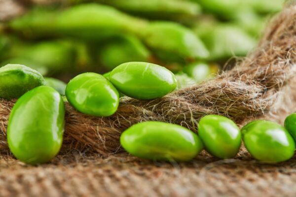 Edamame Green Shell Semillas