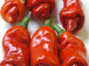 Peperoncino Erotico Rosso 10 Semi