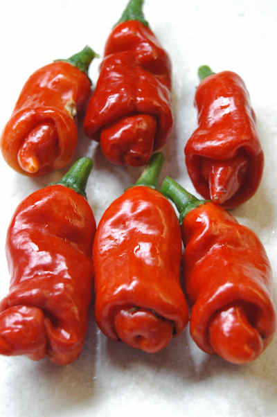 peperoncino erotico semi Peperoncino Erotico Rosso 10 Semi