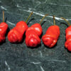 erot Peperoncino Erotico Rosso 10 Semi