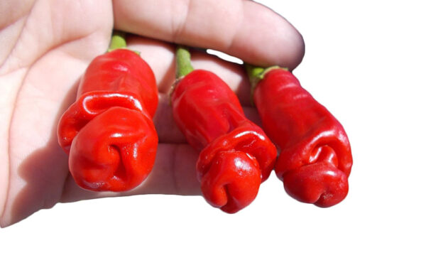 peperoncino erotico semi Peperoncino Erotico Rosso 10 Semi