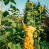 Girasole Gigante della Mongolia semi