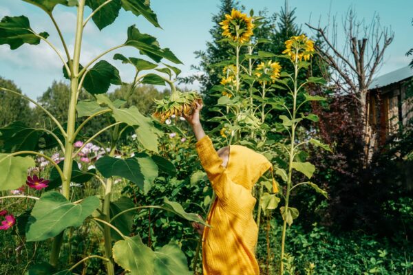 Girasole Gigante della Mongolia semi