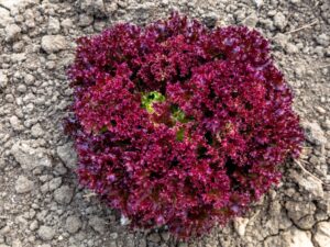 Lattuga Salad Bowl Rossa Semi