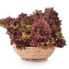 lattuga salad bowl rossa (3) Lattuga Salad Bowl Rossa Semi