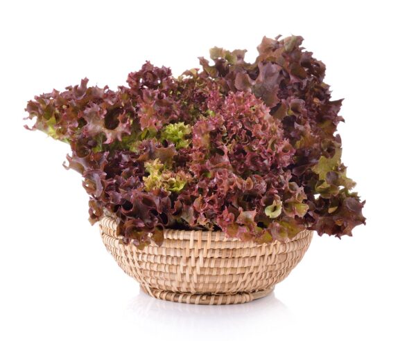 lattuga salad bowl rossa (3) Lattuga Salad Bowl Rossa Semi