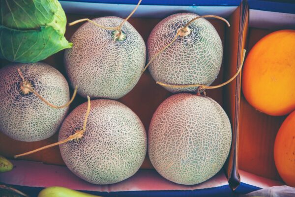 Melón Galia  semillas