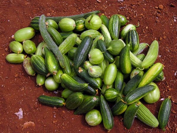mix11 Pepino Raro Scopatizzo (Spuredda) Semillas