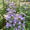 nepeta cataria (1) Nepeta Cataria semi