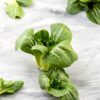 Pak Choi Cantonés Blanco Nano (Baby)  semillas