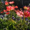 Papavero Rhoeas Falling in Love semi