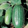 scop Pepino Raro Scopatizzo (Spuredda) Semillas