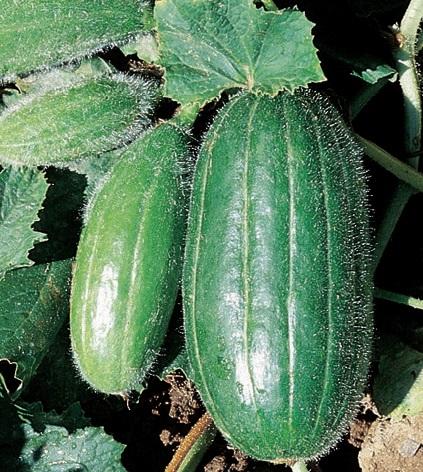 scop Pepino Raro Scopatizzo (Spuredda) Semillas