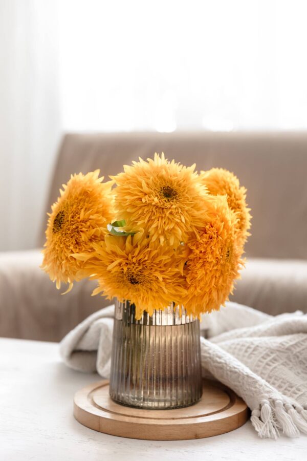 teddy bear girasole semi (1) Girasole Teddy Bear / Sungold semi