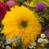 teddy bear girasole semi Girasole Teddy Bear / Sungold semi