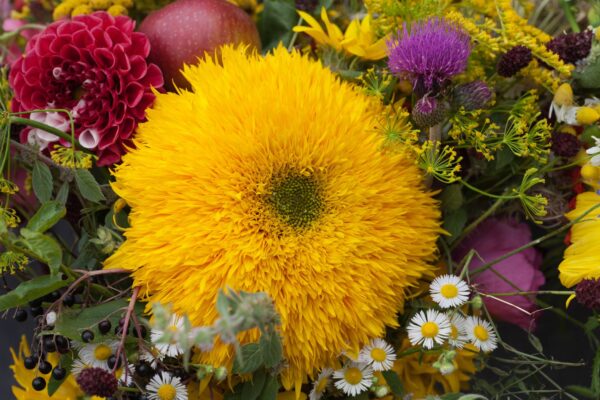 teddy bear girasole semi Girasole Teddy Bear / Sungold semi
