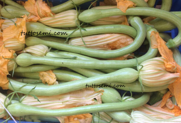 Zucchetta Trombetta di Albenga semi