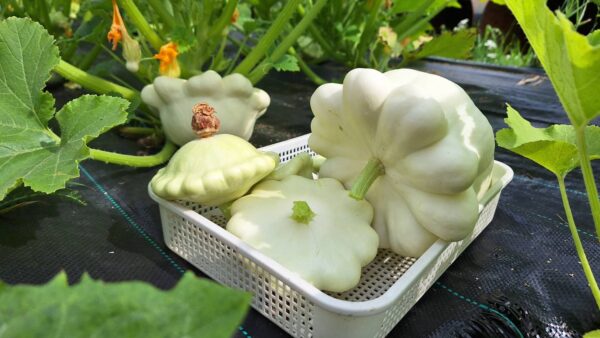zucchino antichi indiani d'america (1) Zucchina degli Indiani d'America (Cymling/Cymlin) semi