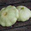 zucchino antichi indiani d'america (3) Zucchina degli Indiani d'America (Cymling/Cymlin) semi