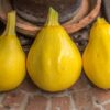 zulli-1 Zucchino Limone semi