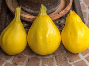 Zucchino Limone semi
