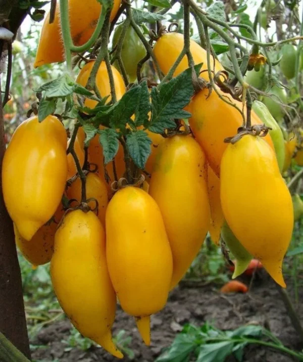 banal Pomodoro Banana Giallo semi