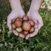 Man holding fresh tomatoes, from biological agriculture. Pomodoro Ciliegia Brown Berry semi