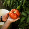 Hands of a woman holding a tomato Pomodoro Fireworks semi