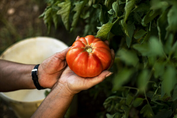 Hands of a woman holding a tomato Pomodoro Fireworks semi