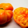 tofi1 Pomodoro Fiamma semi