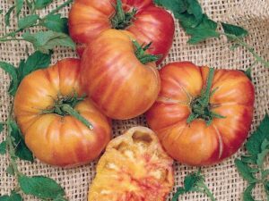pomodoro fiamma semi Pomodoro Fiamma semi