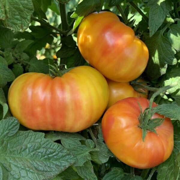 tofi5 Pomodoro Fiamma semi