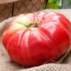 pomodoro german queen semi Pomodoro German Queen semi