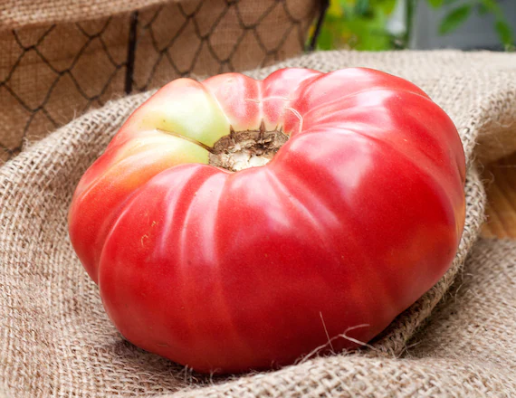 pomodoro german queen semi Pomodoro German Queen semi