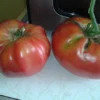 toque1 Pomodoro German Queen semi