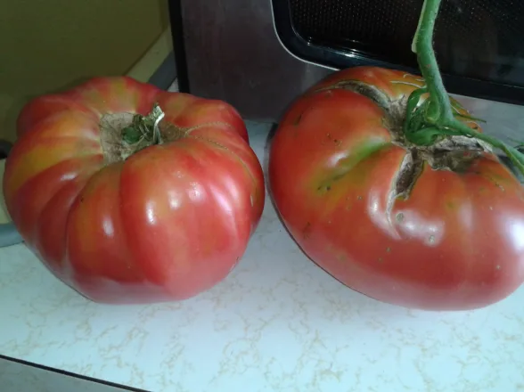 toque1 Pomodoro German Queen semi