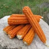 Maíz Naranja Creole Flint Semillas