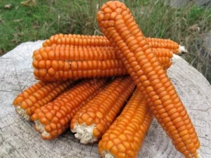 cofl Maíz Naranja Creole Flint Semillas
