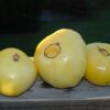 grwh Pomodoro Great White semi