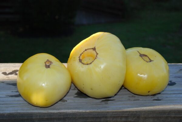 grwh Pomodoro Great White semi