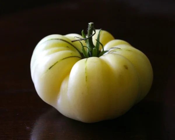 grwh1 Pomodoro Great White semi