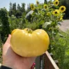 grwh2 Pomodoro Great White semi