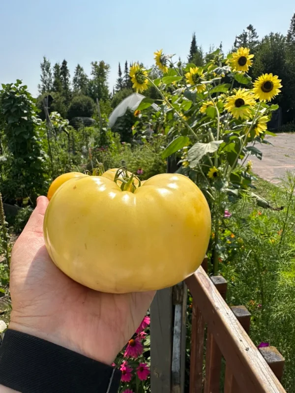 grwh2 Pomodoro Great White semi