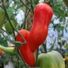 Pomodoro Jersey Devil semi