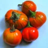 mero4 Melanzana Rossa di Rotonda semi