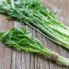 Mibuna (Brassica rapa var. nipposinica) semillas