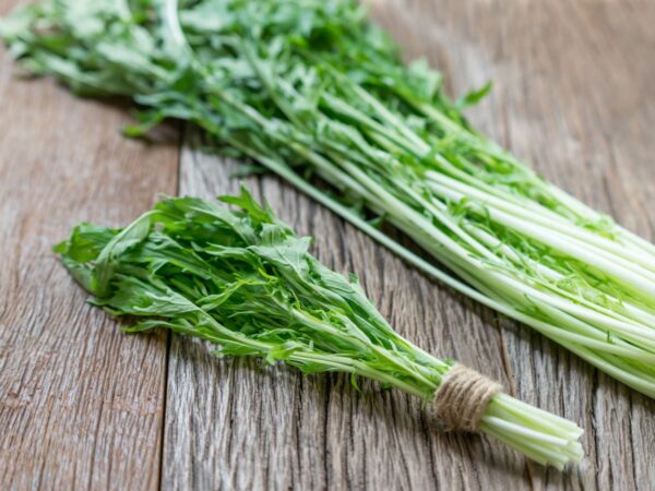 Mibuna (Brassica rapa var. nipposinica) semillas