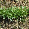 Mibuna (Brassica rapa var. nipposinica) semillas