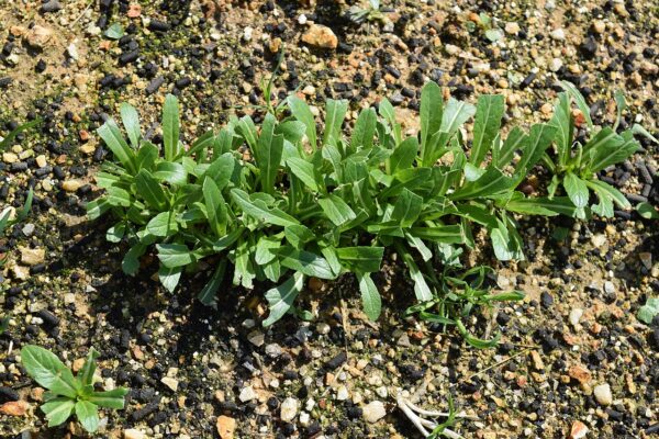 Mibuna (Brassica rapa var. nipposinica) semillas